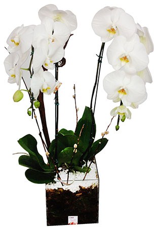 1733 MEGA Phalaenopsis