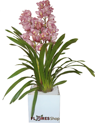 1806 Orquídea & Amor