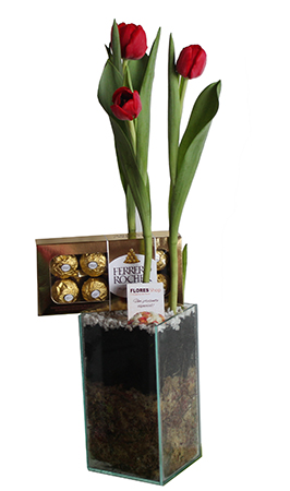 1813 Tulipas e Ferrero