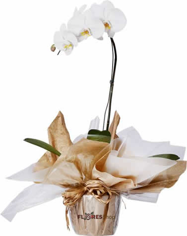 2062 Orquídea 