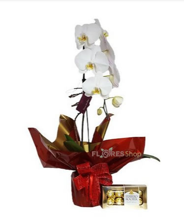 2564 Orquidea e Ferrero