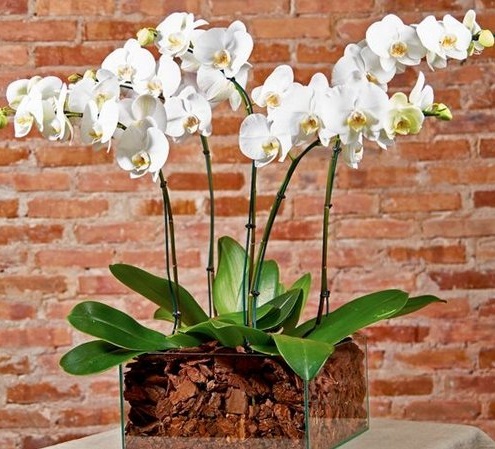 3375 Orquídeas no Jardim