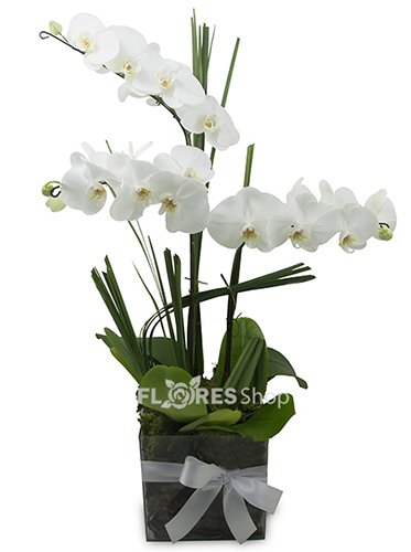 402 Trio de Orquídeas 