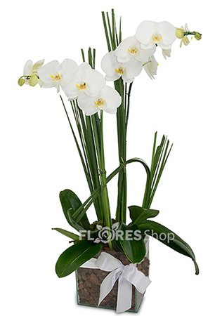 403 Due Amor de Orquidea