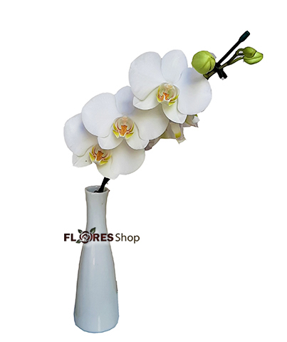 4587 Vaso Solitária de Orquídea