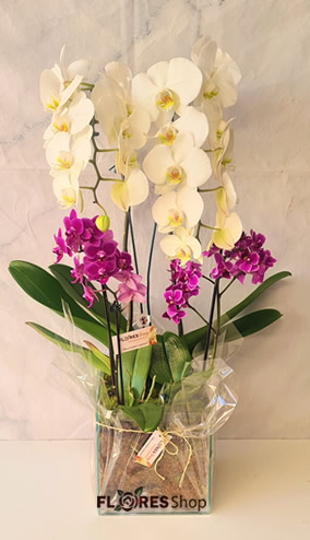 4596 Orquídeas em Jardim