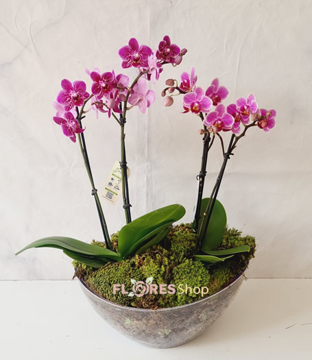 4780 Duo Mini Orquídeas