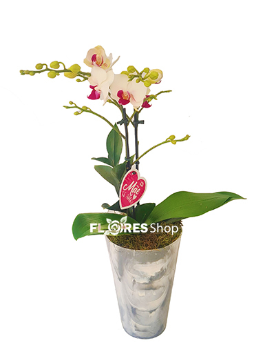 4865 ❤  Amo Mini Orquídea ❤