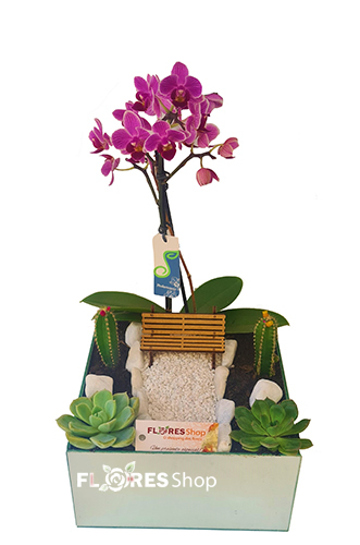 4869 Orquídea com Suculenta