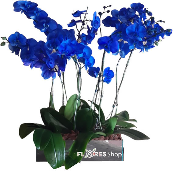 5095 Tudo Azul
