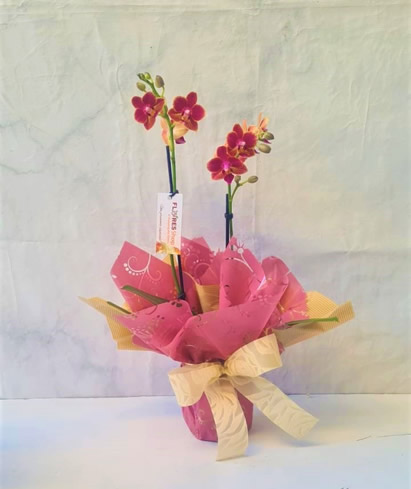 5139 Mini Orquídea Embalada lilàs/rosa