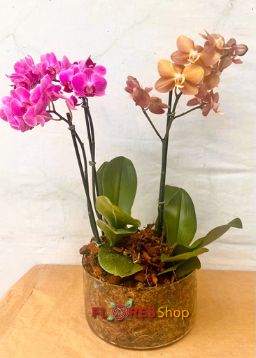 6022 Due Mini Orquideas 
