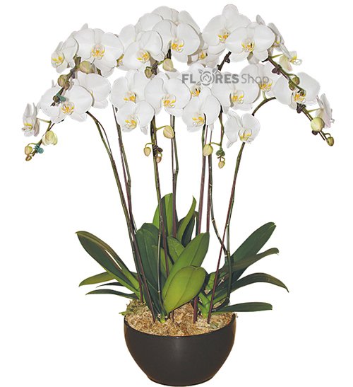 609 Magnificas Orquídeas