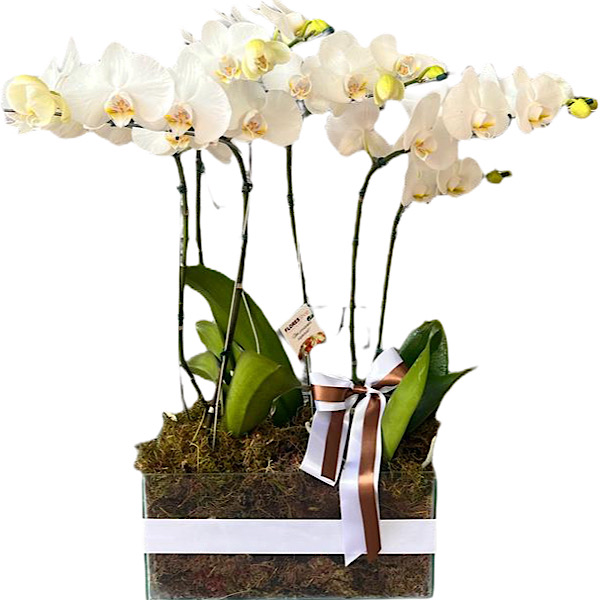 6421 Jardim Luxuoso