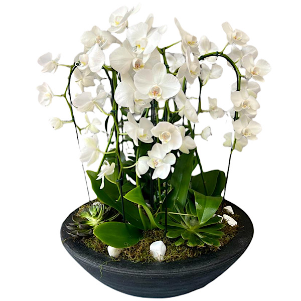 6422 Jardim de Orquídeas Elegance