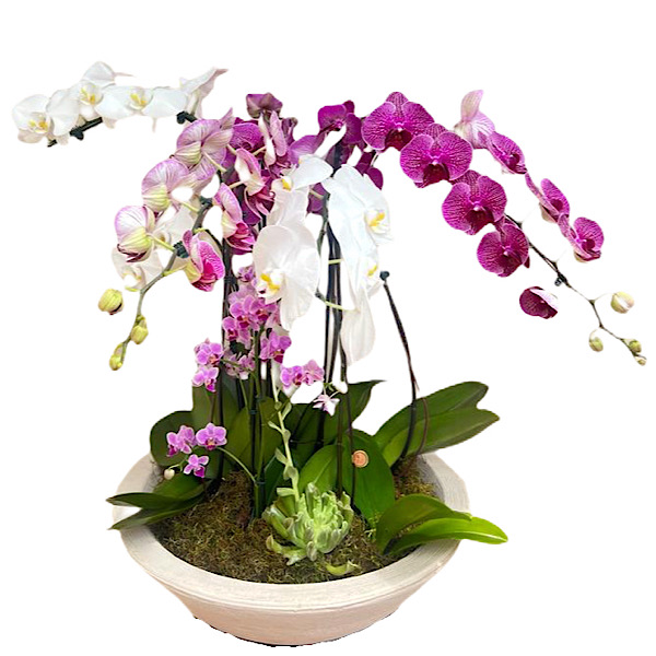 6423 Jardim de Orquídeas primavera