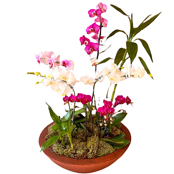 6426 Meu Jardim 