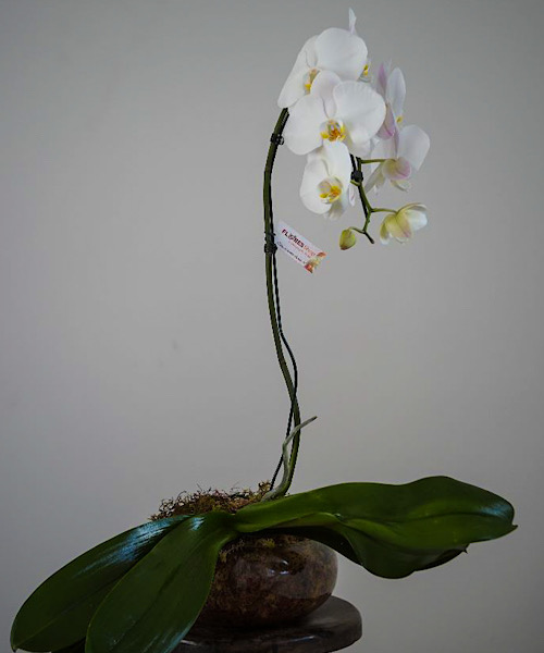 6498 Orquidea
