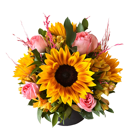 6859 Box Veneza