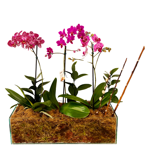 7106 Jardim de Mini Orquídeas III