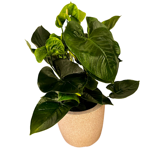 7107 Anturio Green