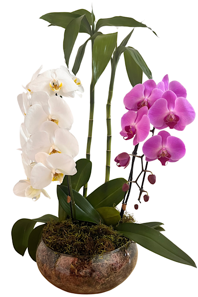 7108 Jardim artesanal com orquídeas