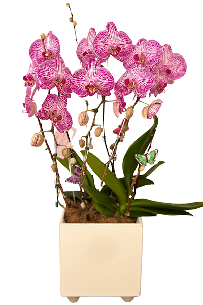 7109 Orquídea Esplendorosa peça única e exclusiva