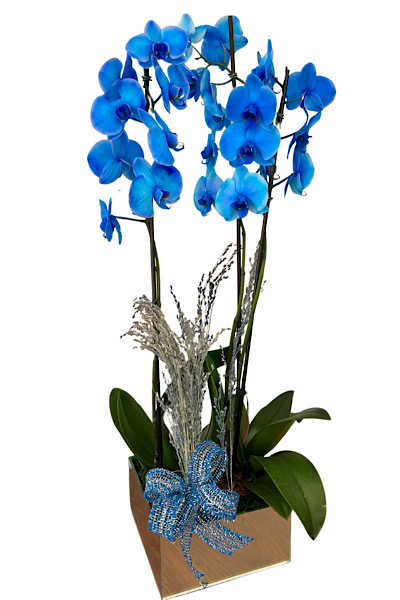 7111 Orquídea azul