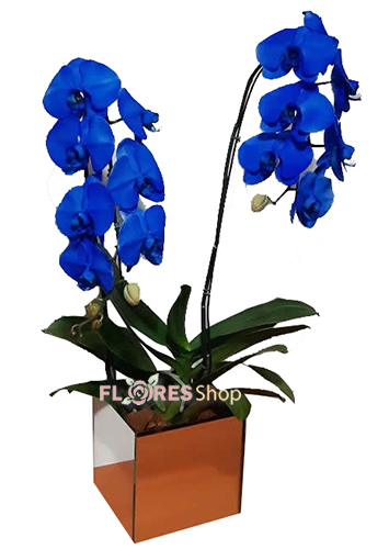 725 Blue, Blue