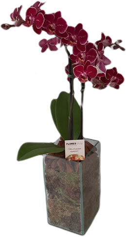 3878 Vaso de mini Orquídea | Linda